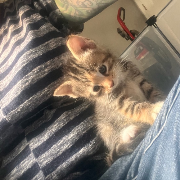 My grandkittens- they’ve grown! 6 months old now! - Picture 8 of 17